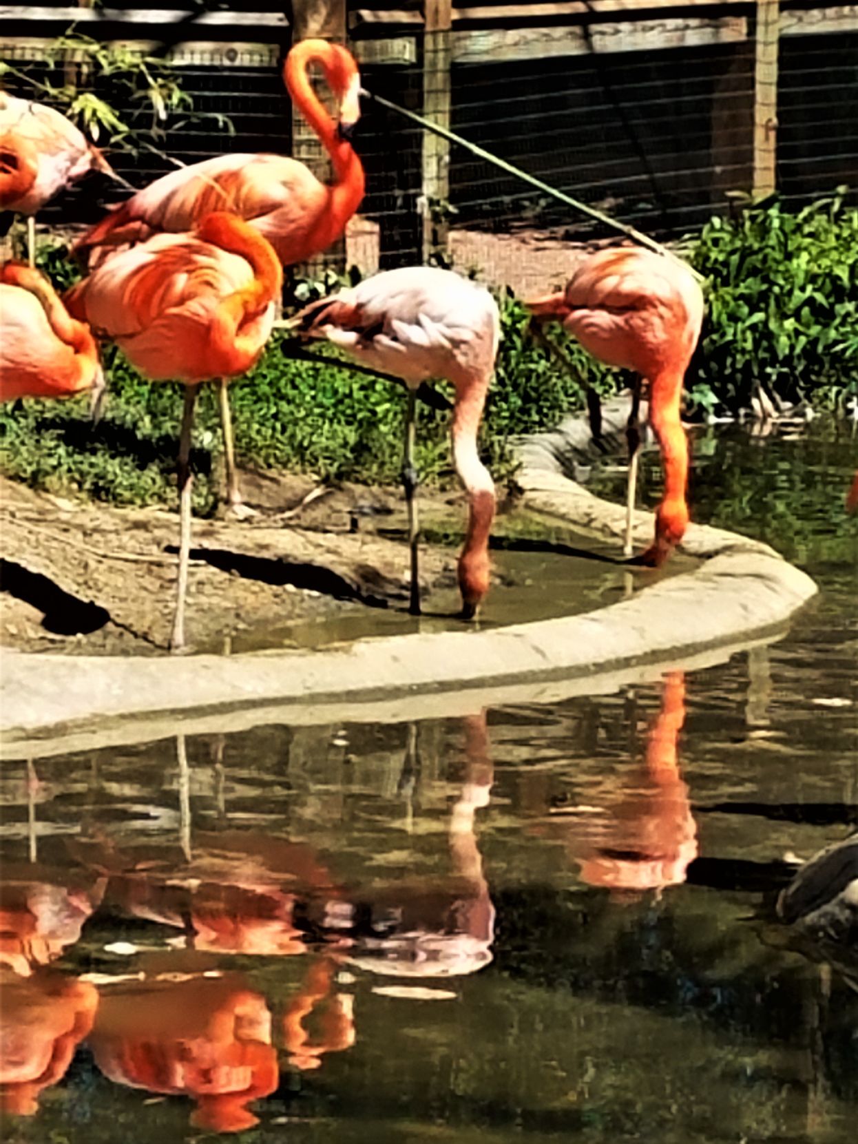 Reflections